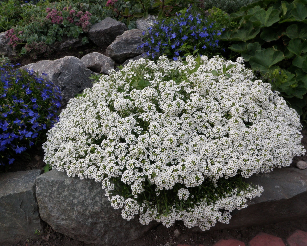 Красивые цветы алиссум на поляне