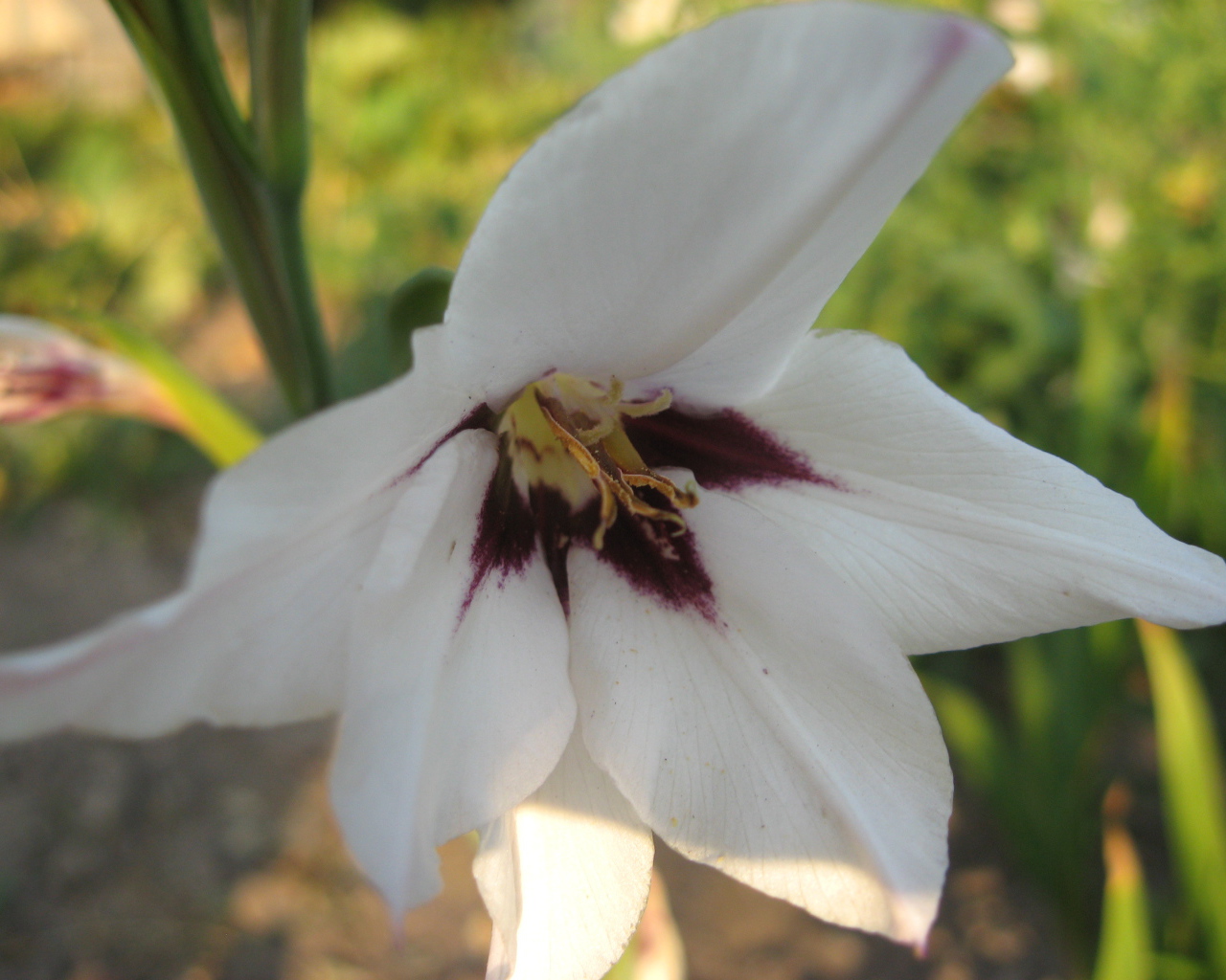 На поляне красивые цветы ацидантера