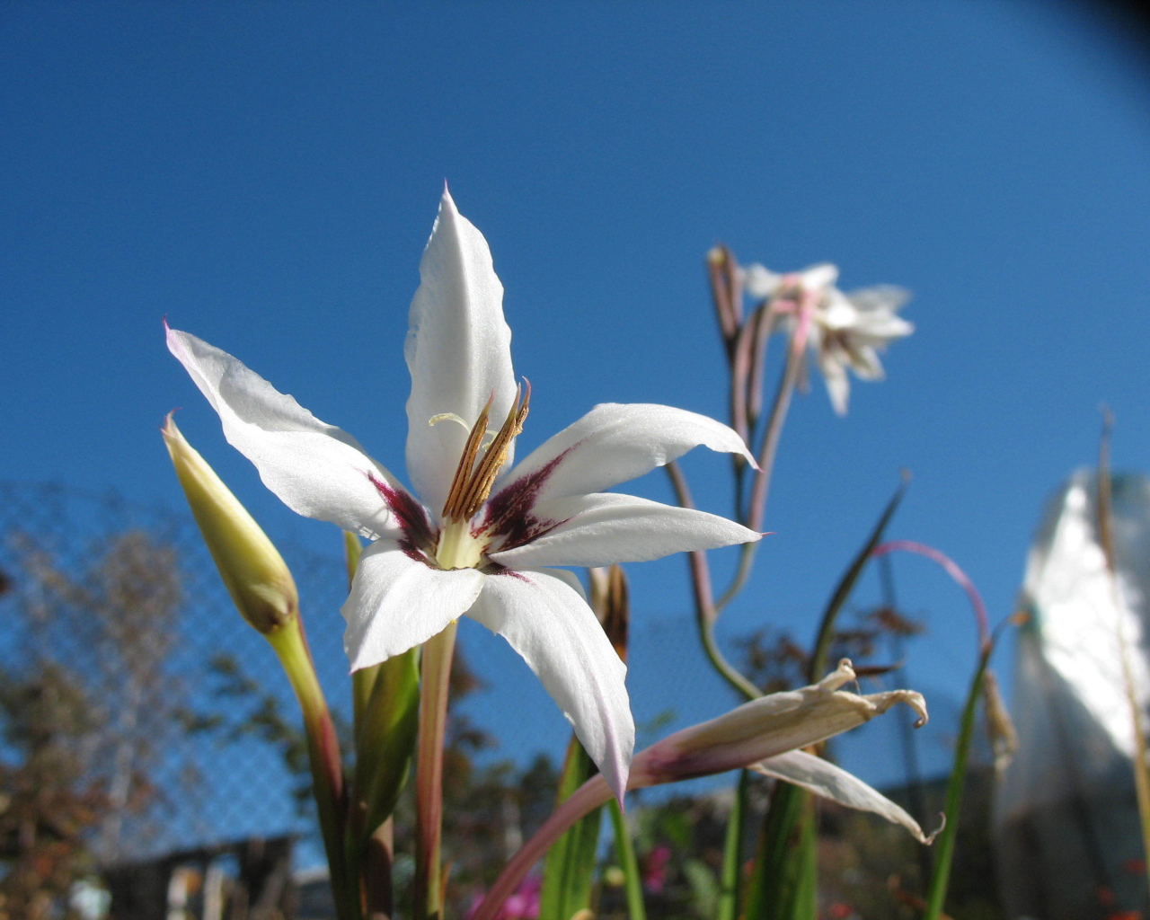 Красивые цветы ацидантера на поляне