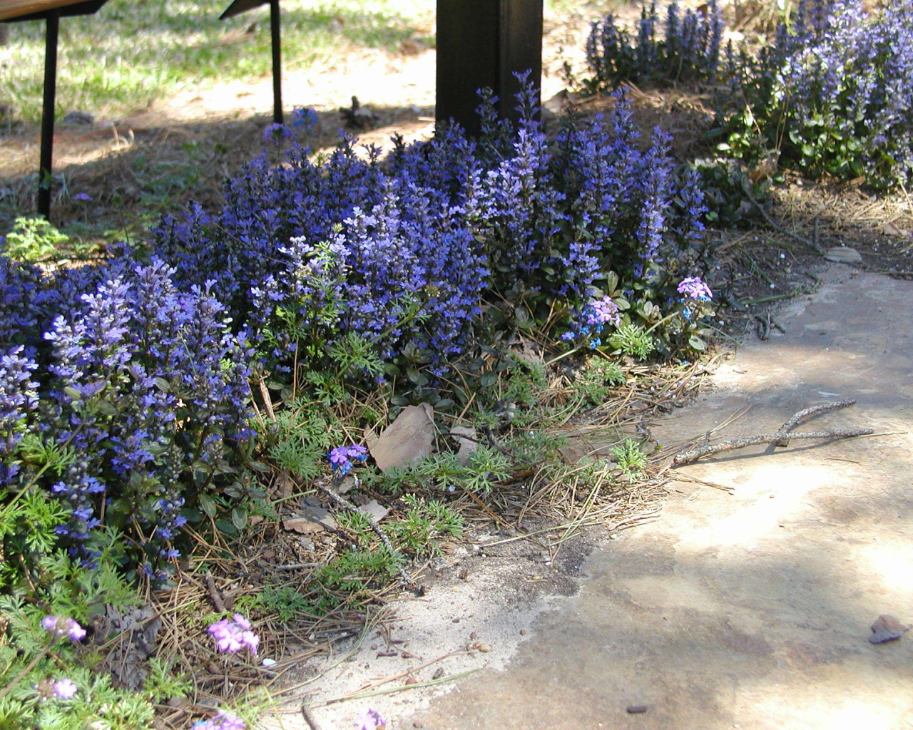 На поляне красивые цветы аюга