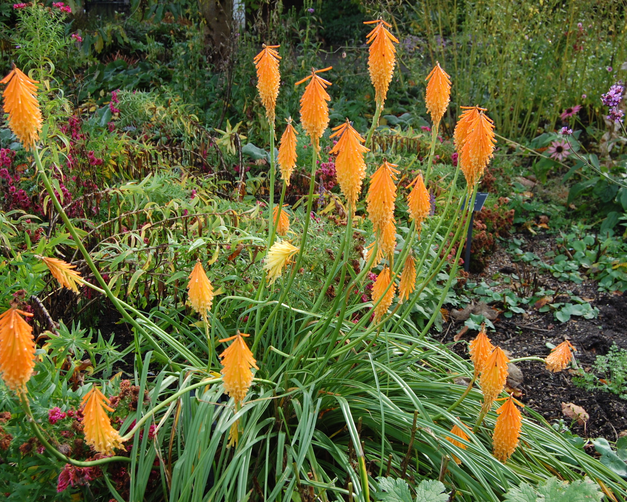 На поляне красивые цветы кникофия