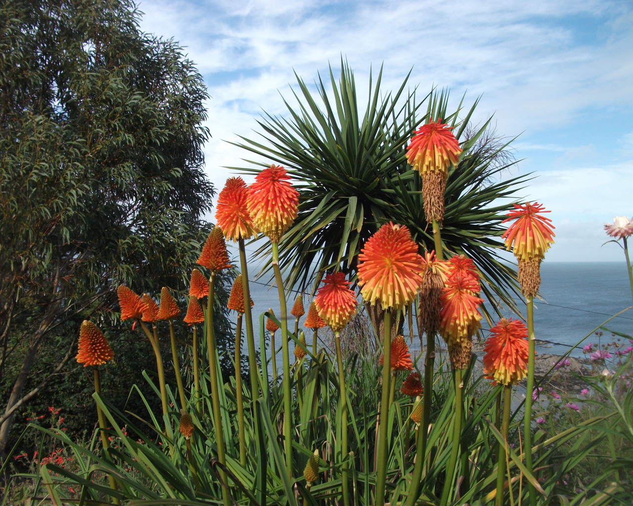 Красивые цветы кникофия на поляне