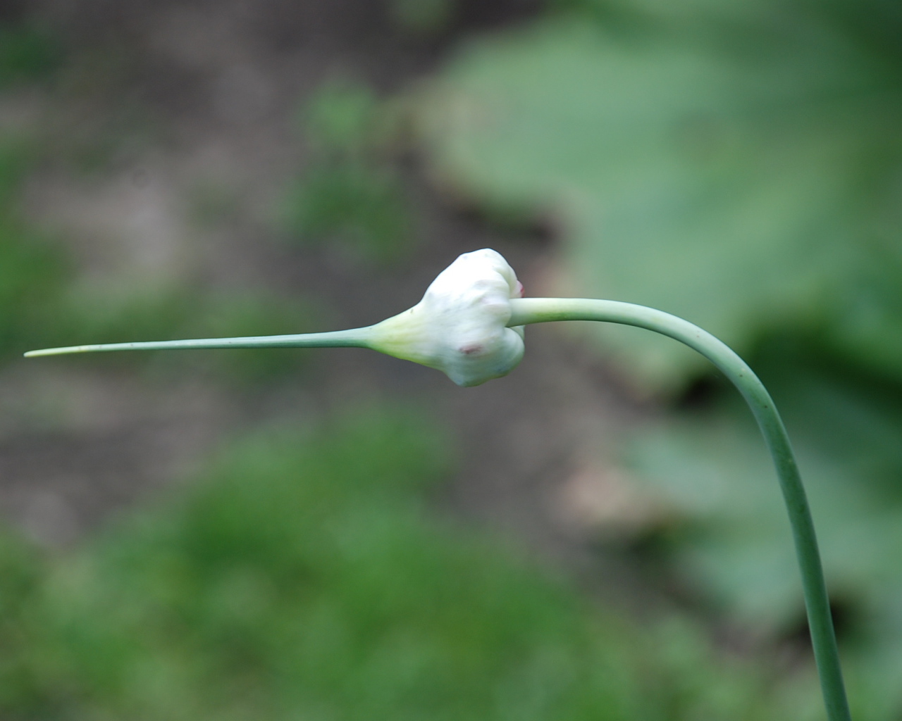 На поляне красивые цветы нектароскордум 