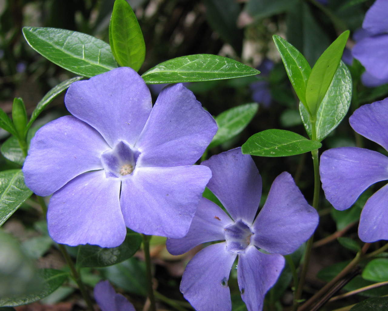 На поляне красивые цветы барвинок