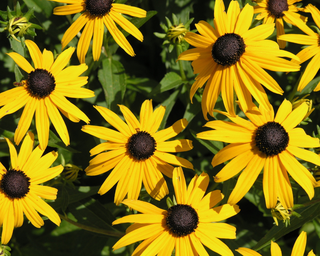 На поляне красивые цветы рудбекия
