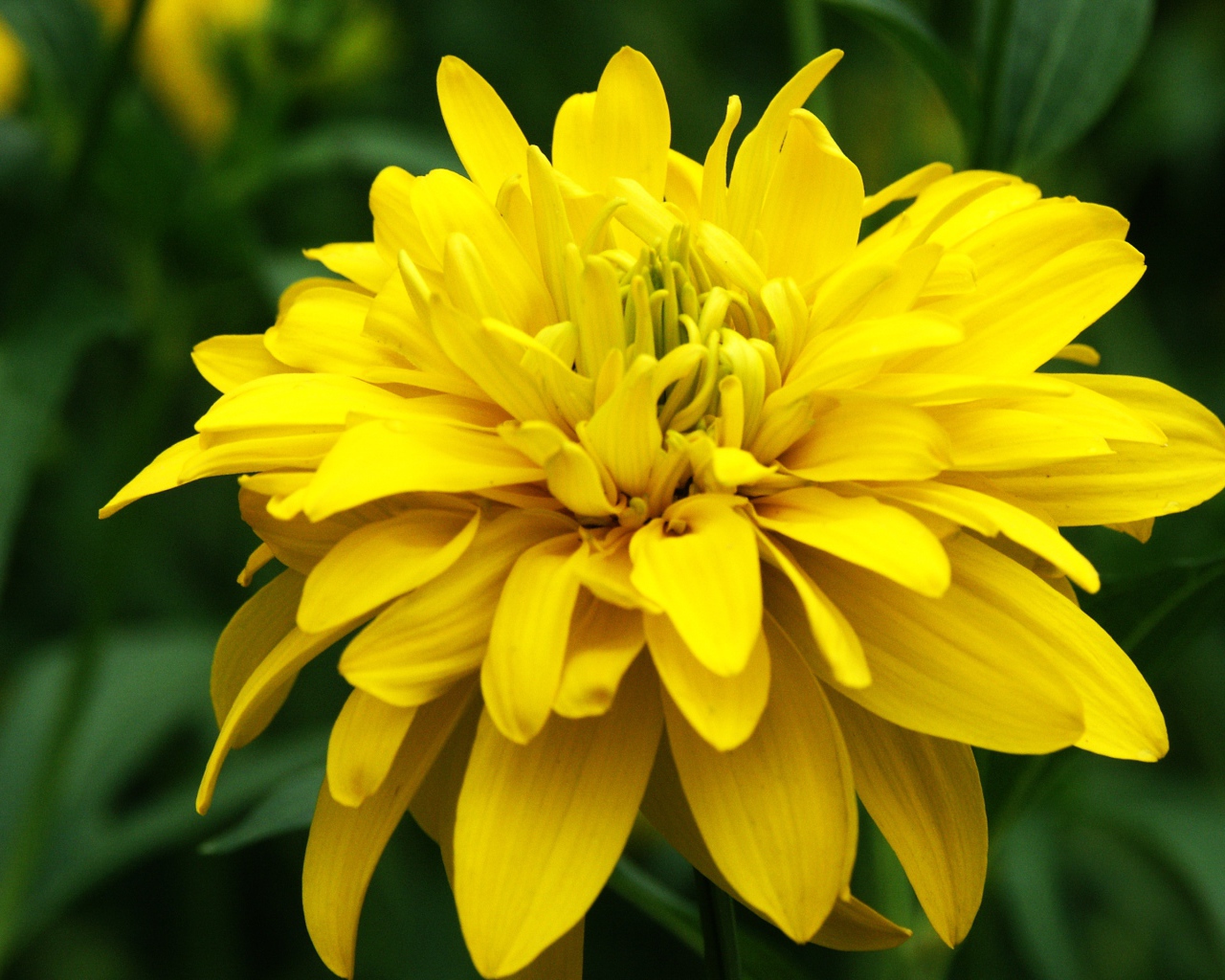 Красивые цветы рудбекия на поляне