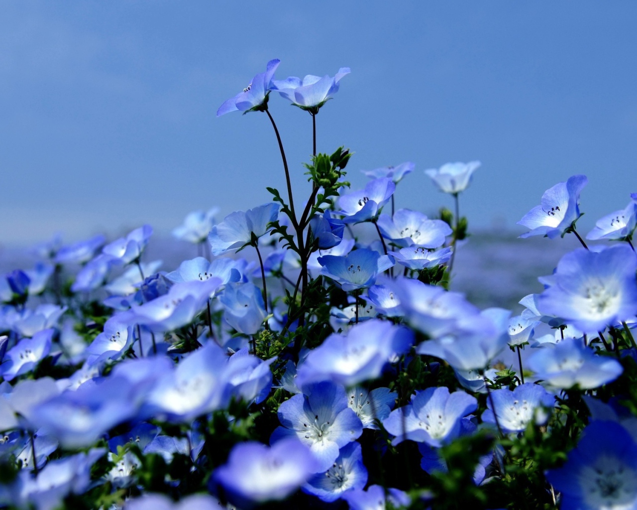 На поляне красивые цветы вероника