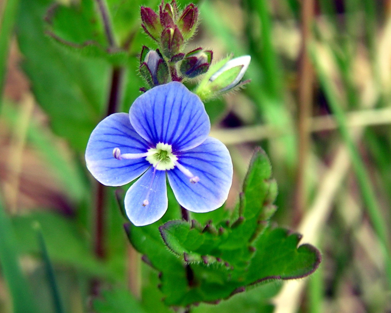 Красивые цветы вероника на поляне