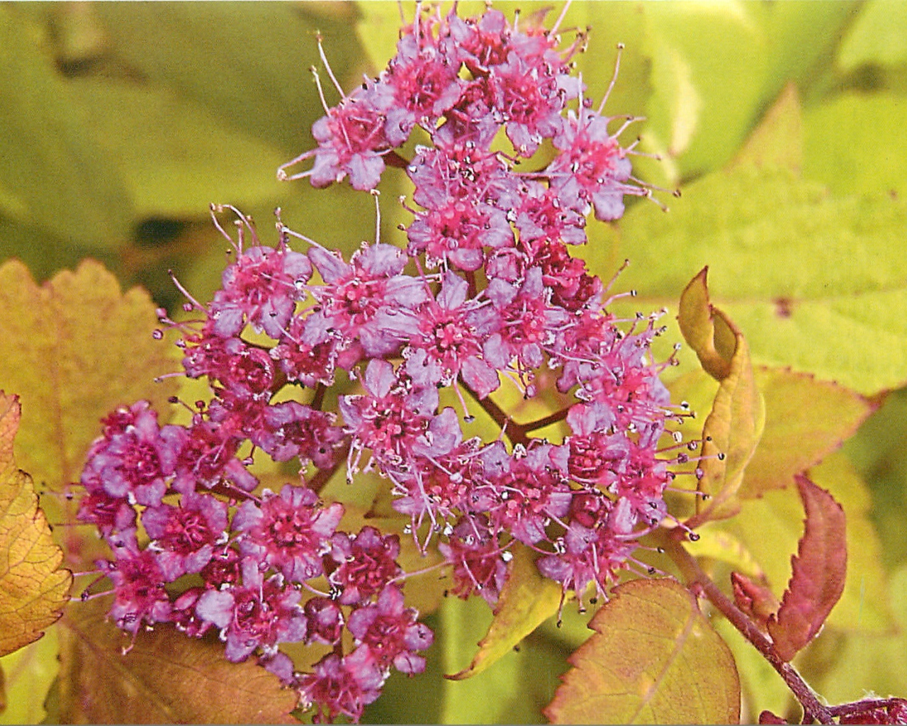 На поляне красивые цветы спирея