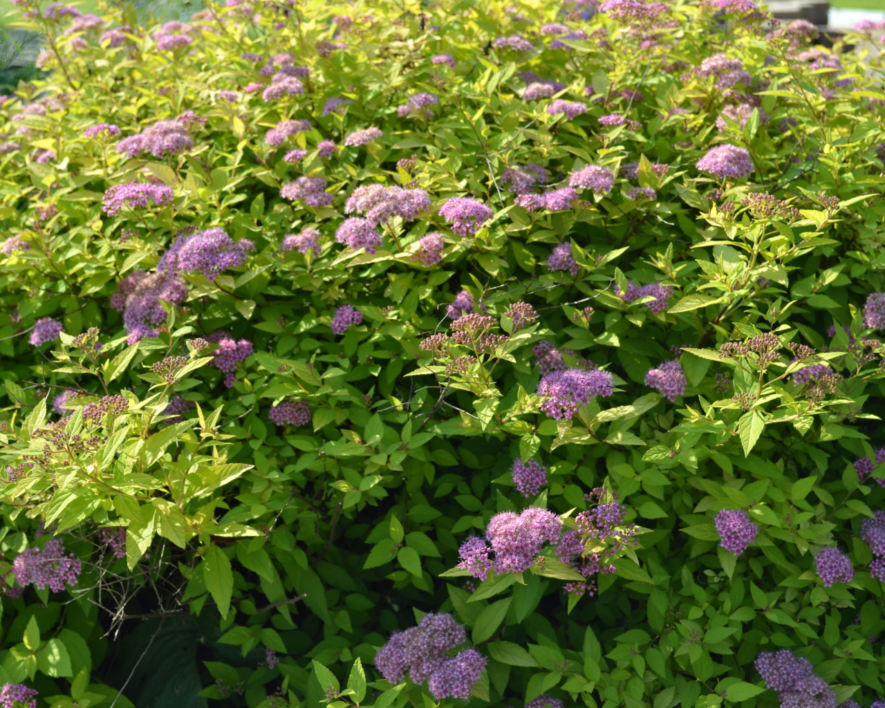 Красивые цветы спирея на поляне