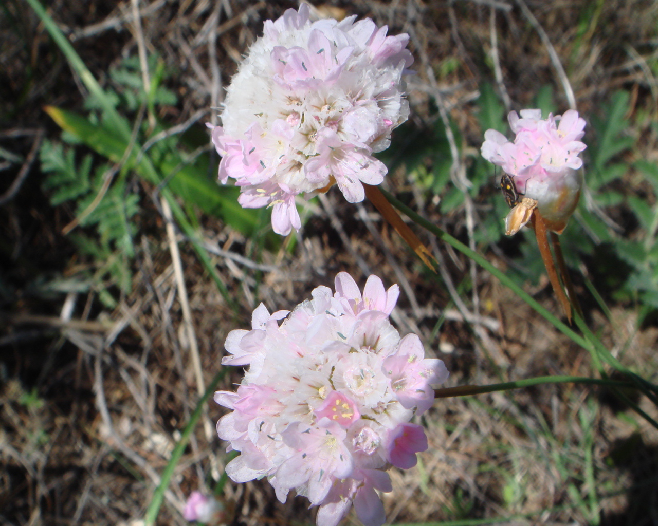 На поляне красивые цветы армерия