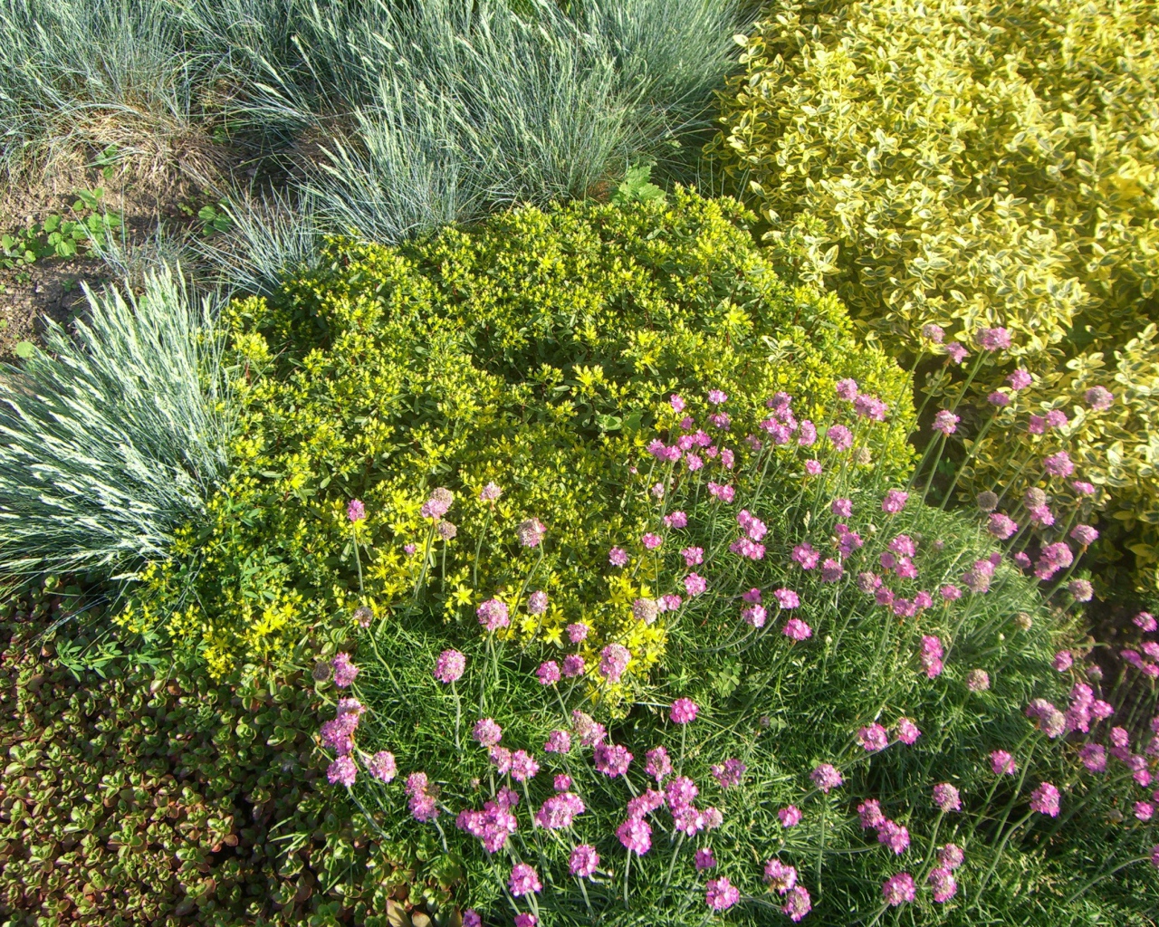 Красивые цветы армерия на поляне