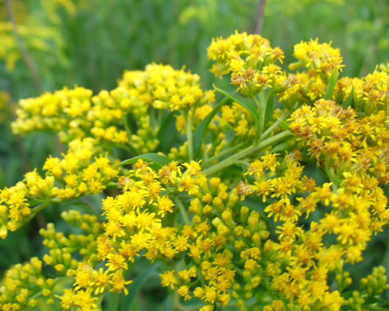 На поляне красивые цветы венидиум