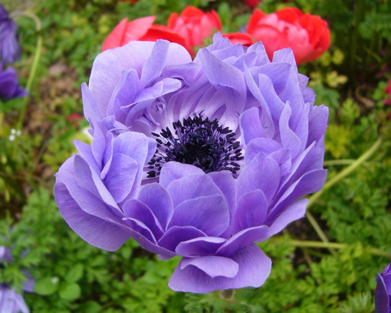 На поляне красивые цветы анемона