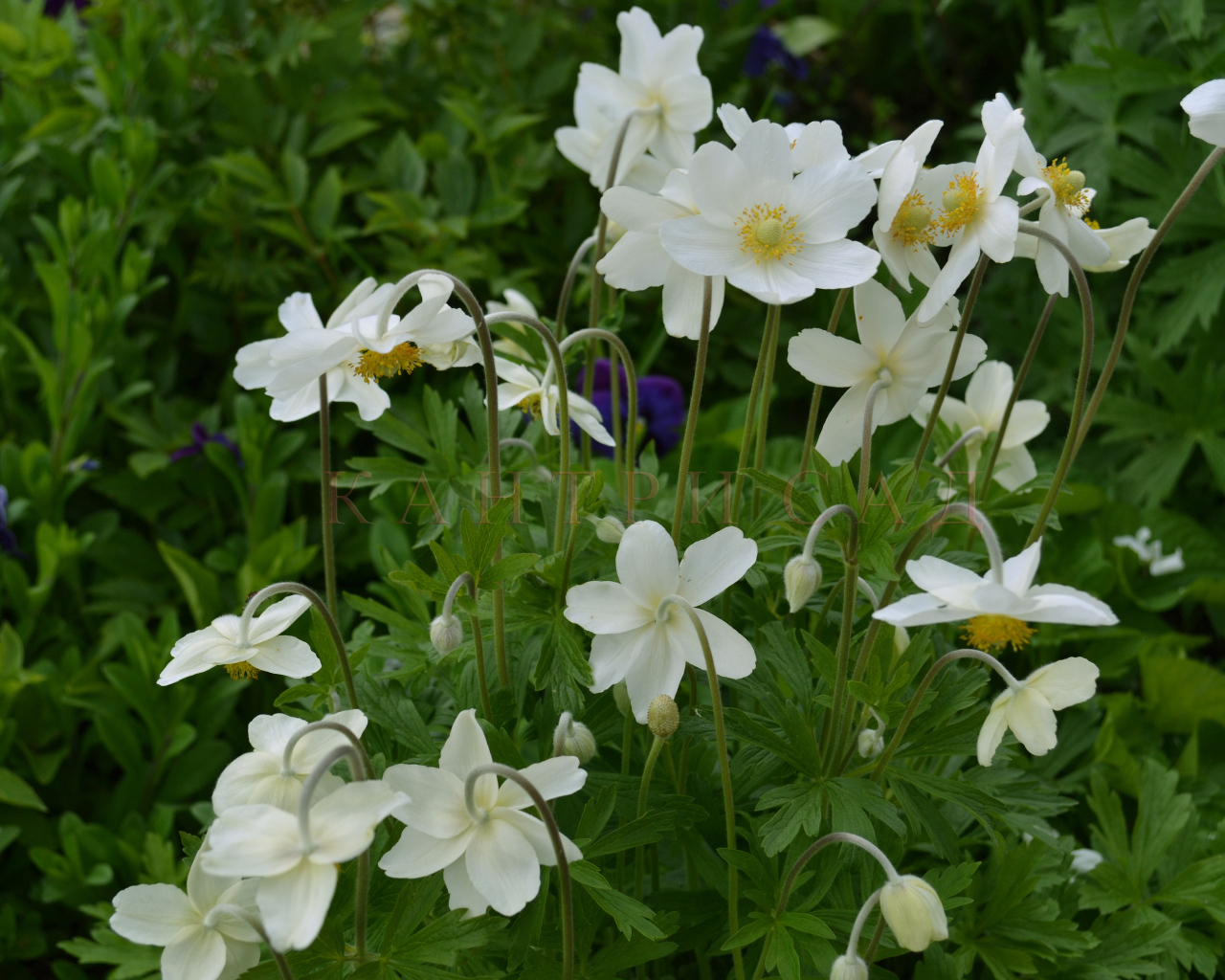 Красивые цветы анемона на поляне