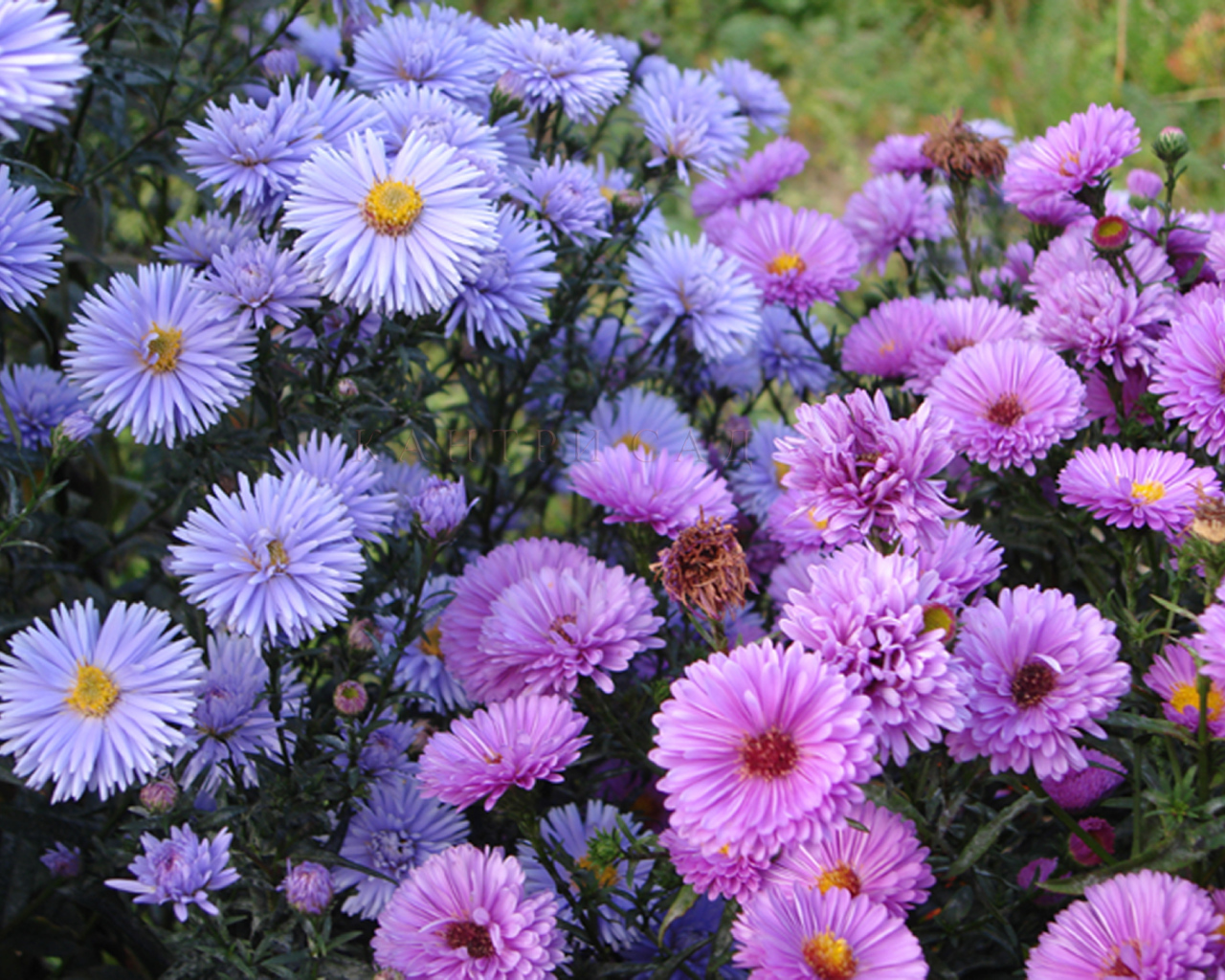 Красивые цветы астра на поляне