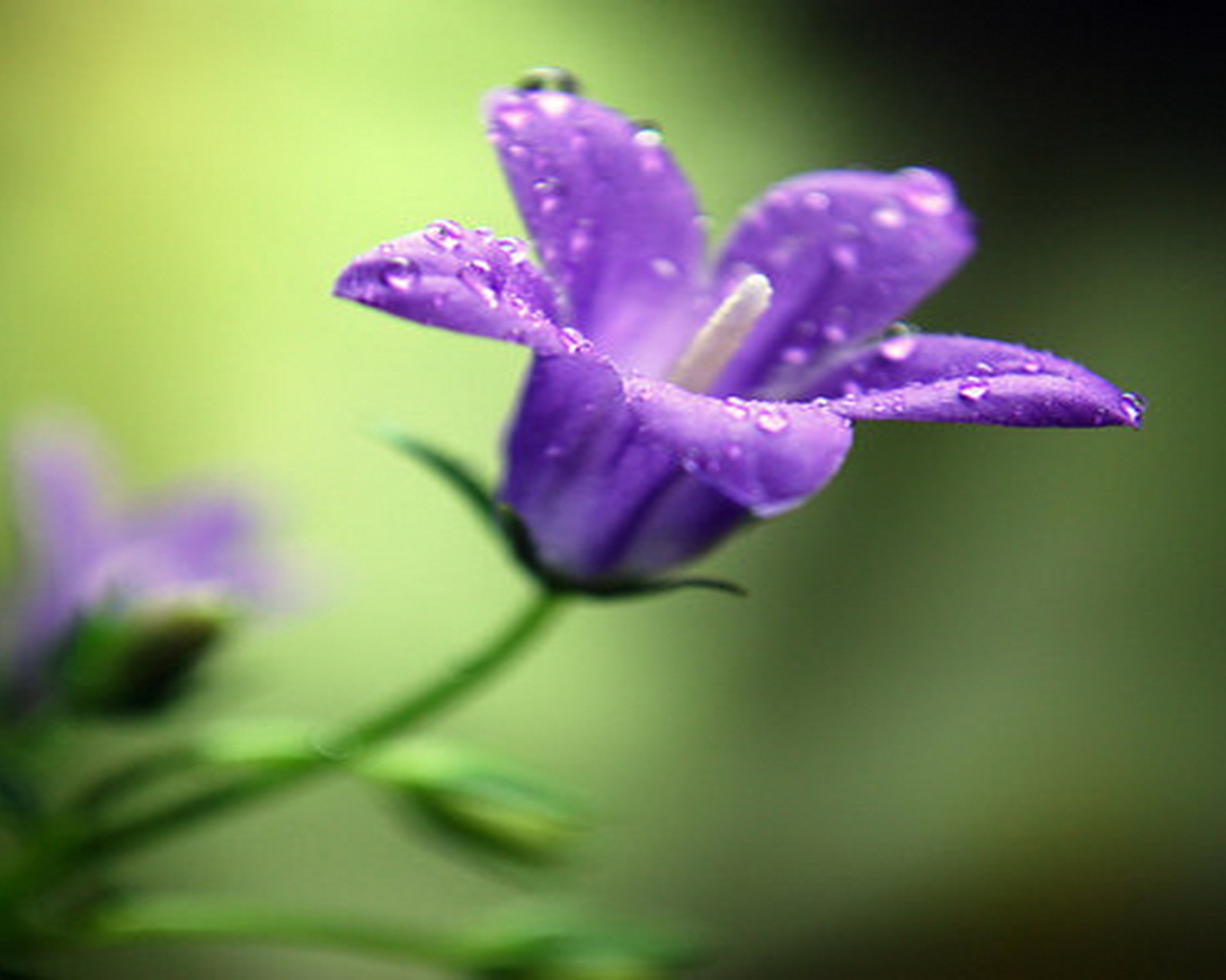 На поляне красивые цветы колокольчики