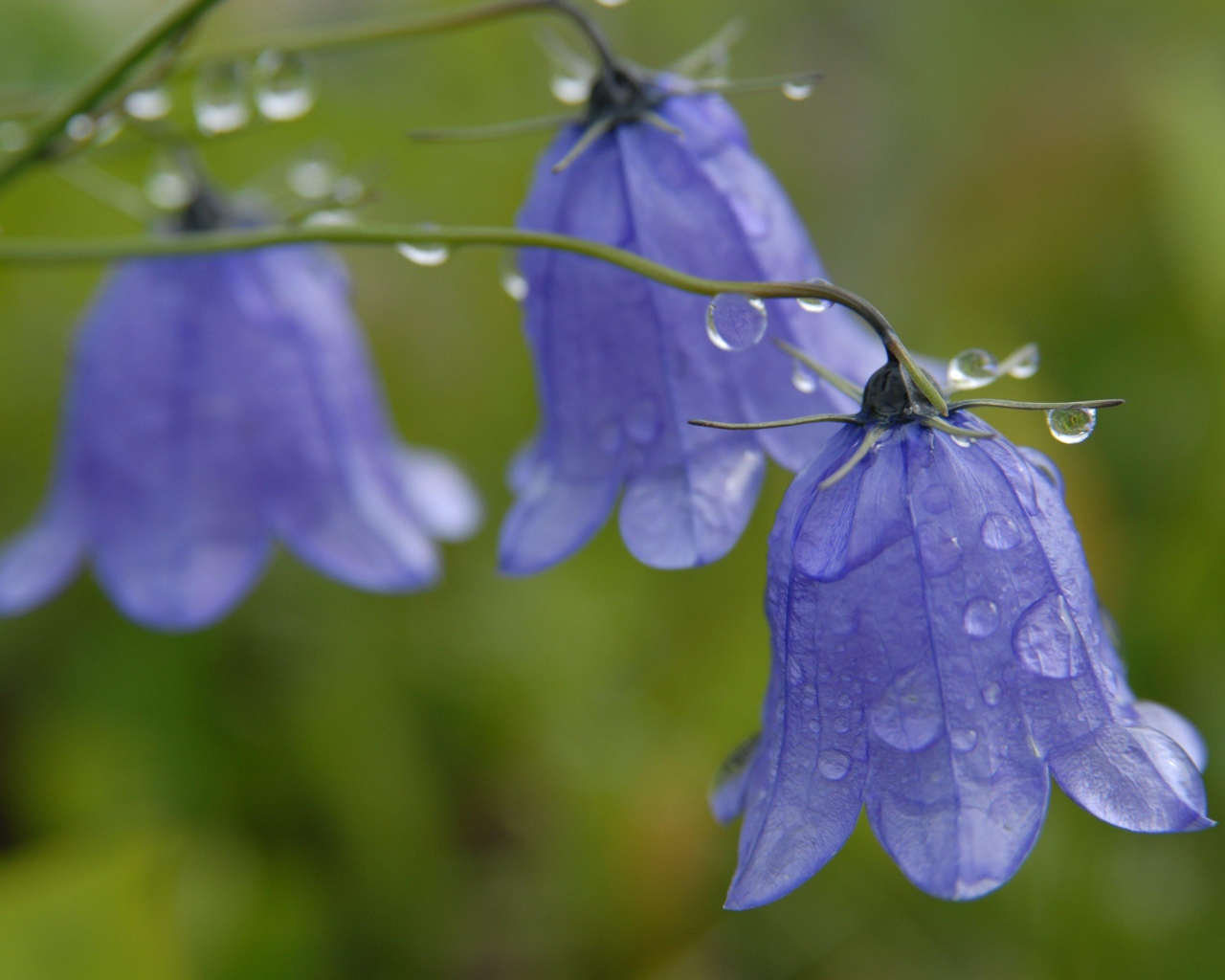 На поляне красивые цветы колокольчики