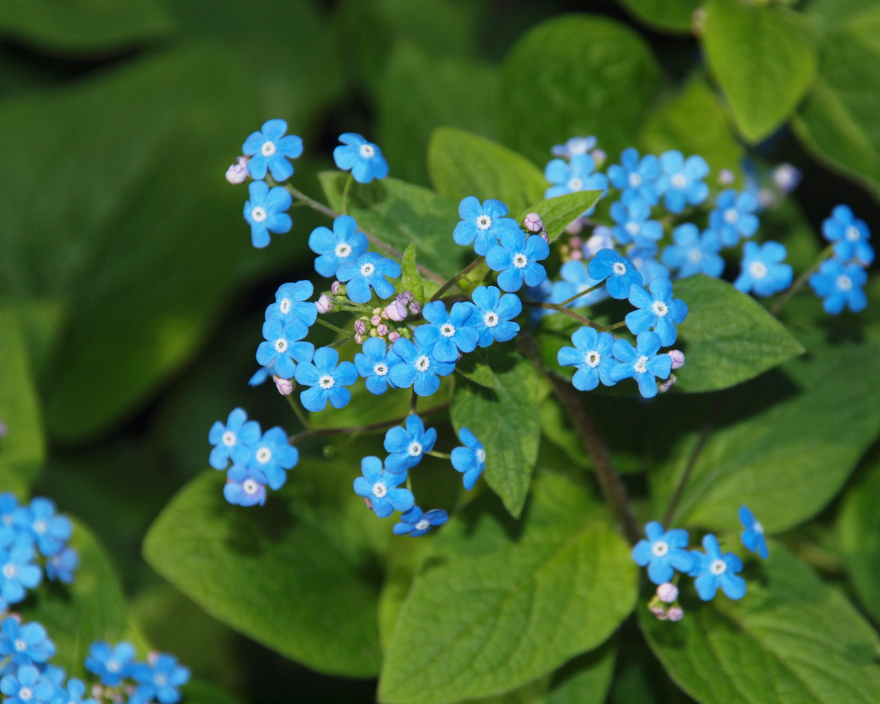 Красивые цветы растения бруннера