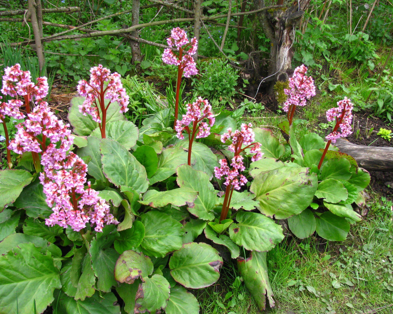 Красивые цветы растения бадан