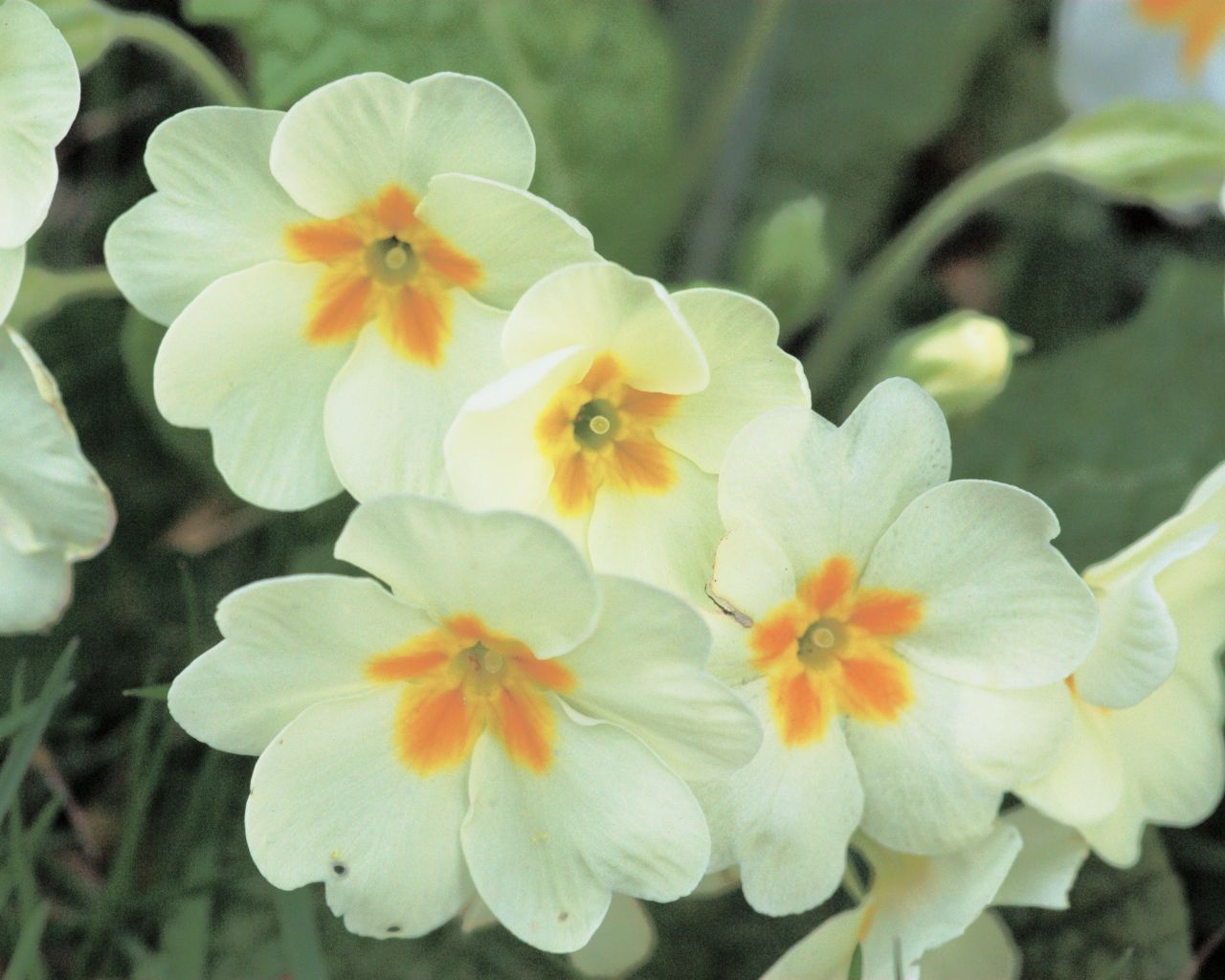 Красивые цветы растения резуха