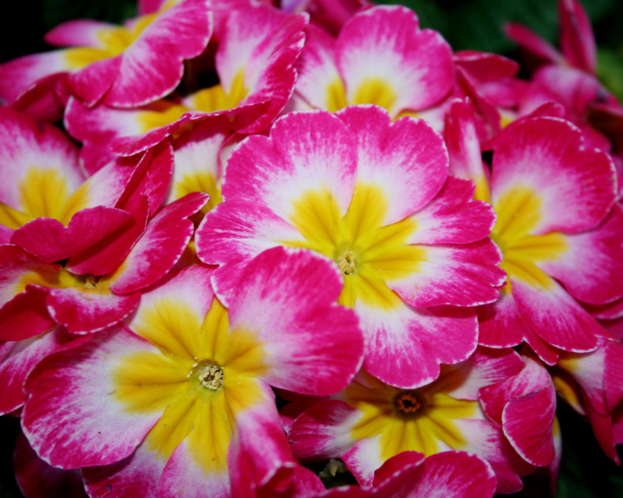 Красивые цветы примула на клумбе в саду