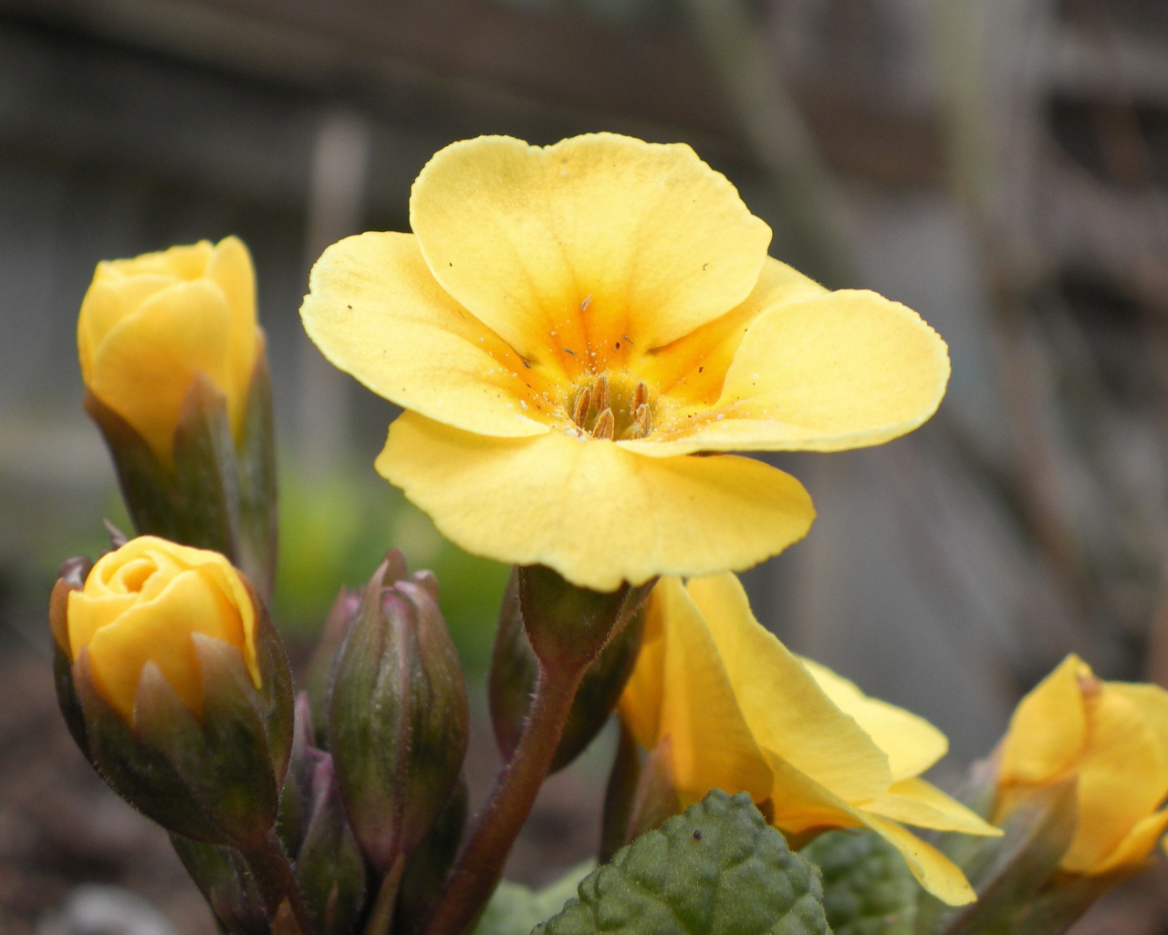 Красивые цветы примула на поляне