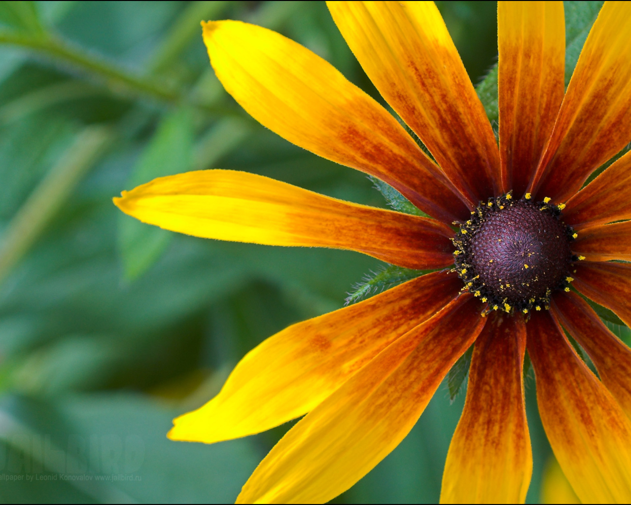 Красивые цветы рудбекия