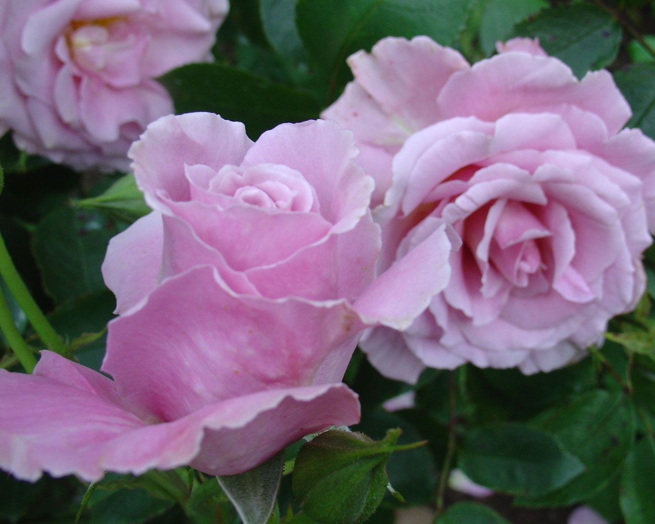 Красивые цветы кустарниковые розы на поляне