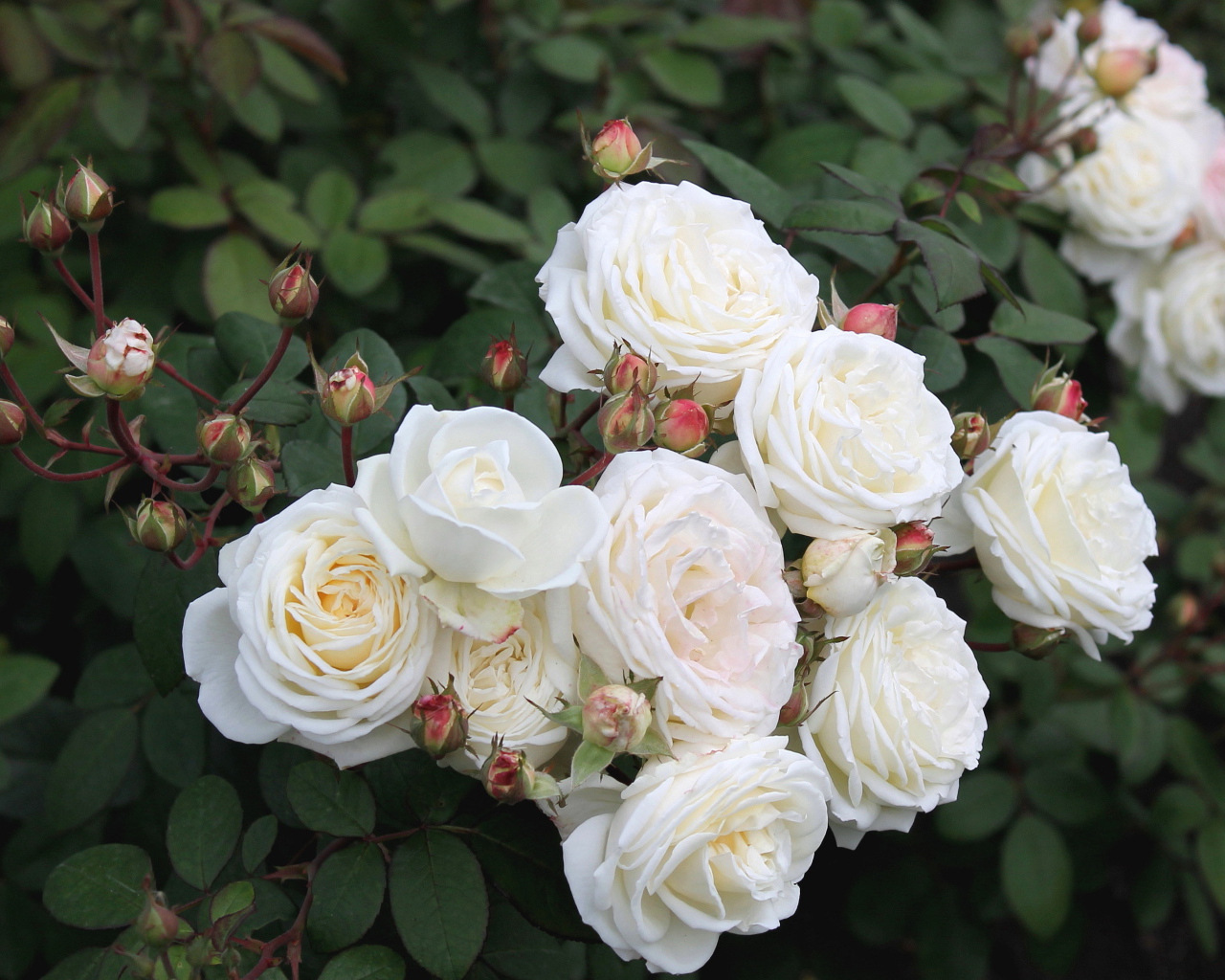 Красивые цветы кустарниковые розы в парке