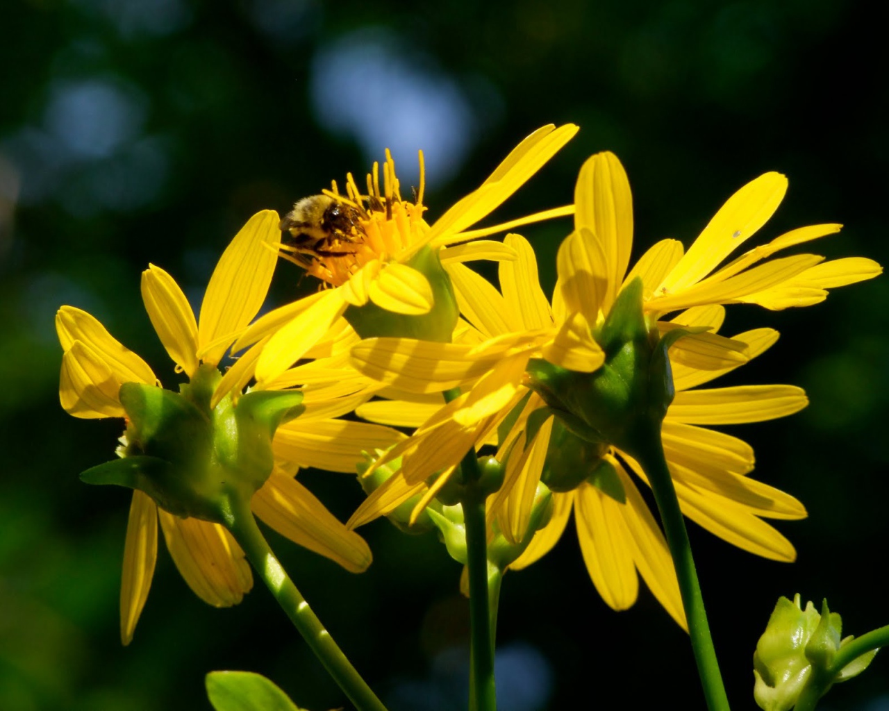 Красивые цветы венидиум (астровые) в саду