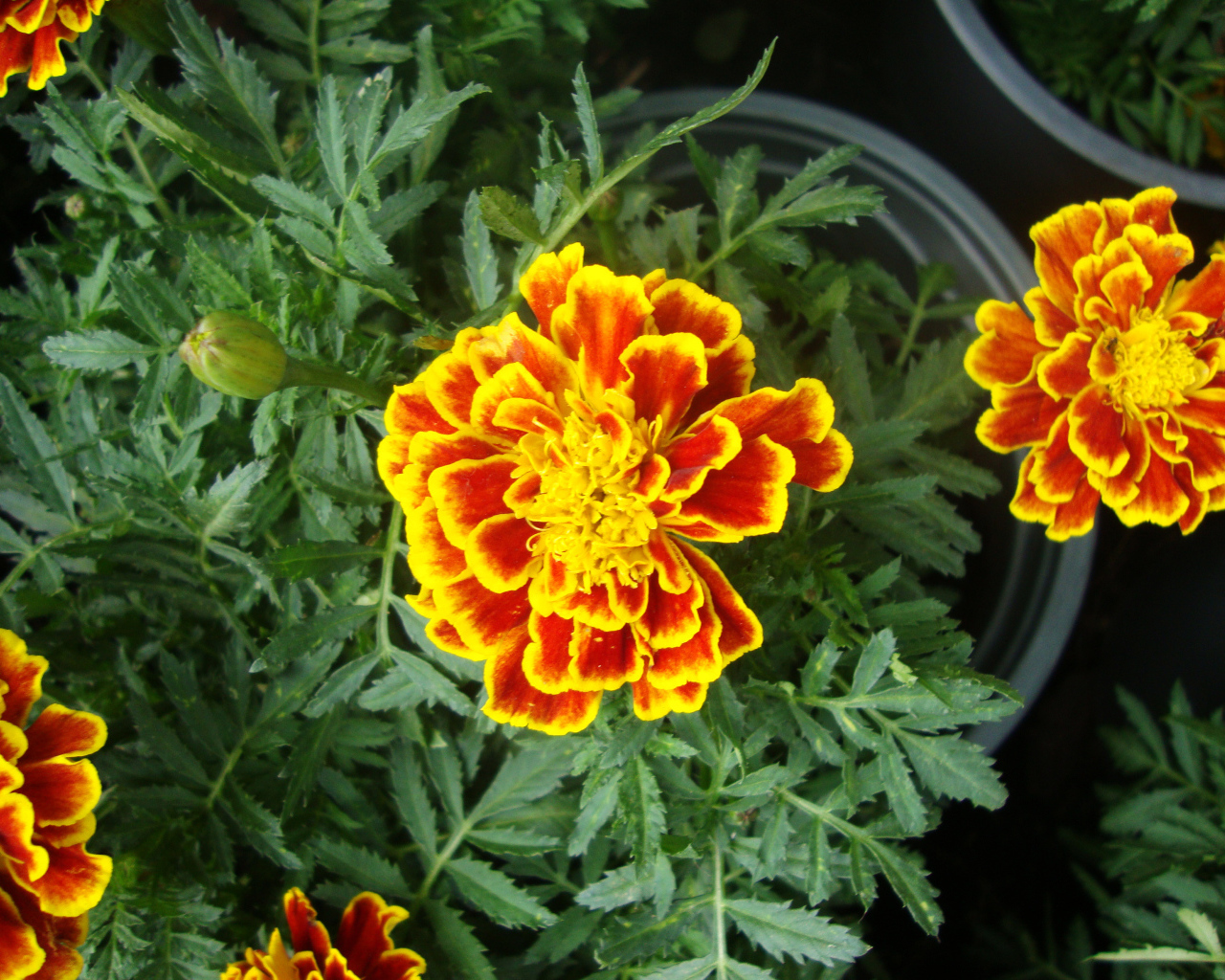 Красивые цветы венидиум (астровые) в парке