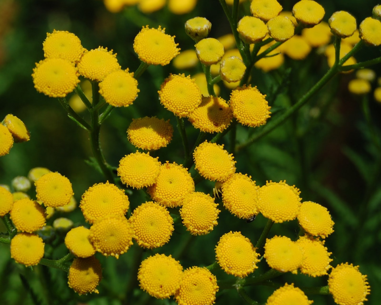 Красивые цветы венидиум (астровые) на поляне