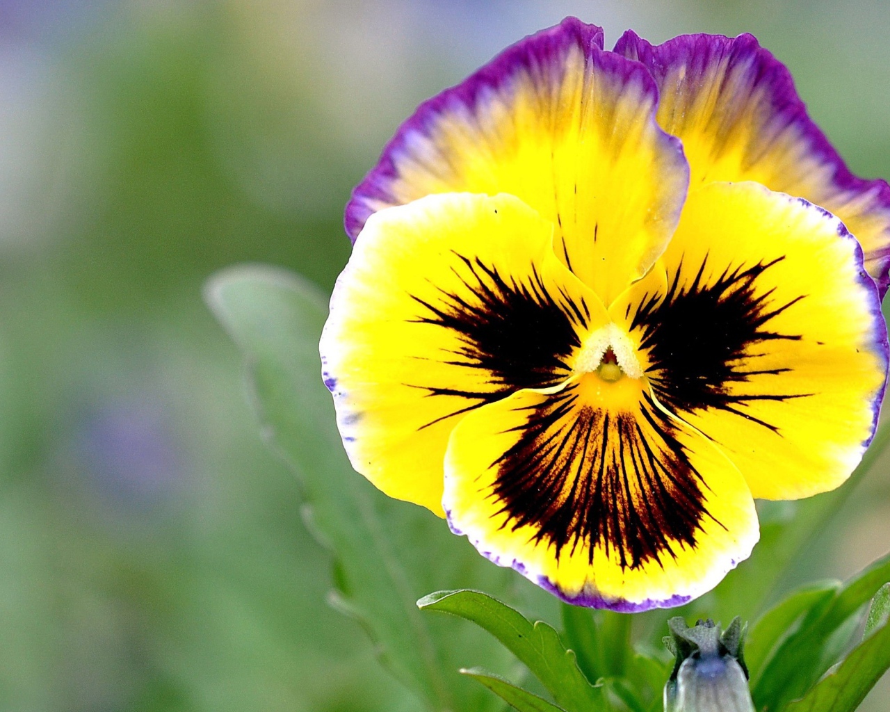 Красивые цветы виола (фиалка,анютины глазки)  на поляне