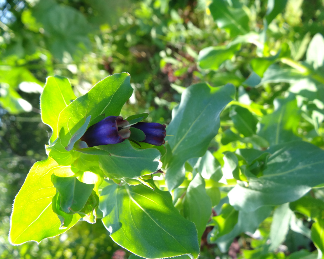 Красивый восковник на дачном участке