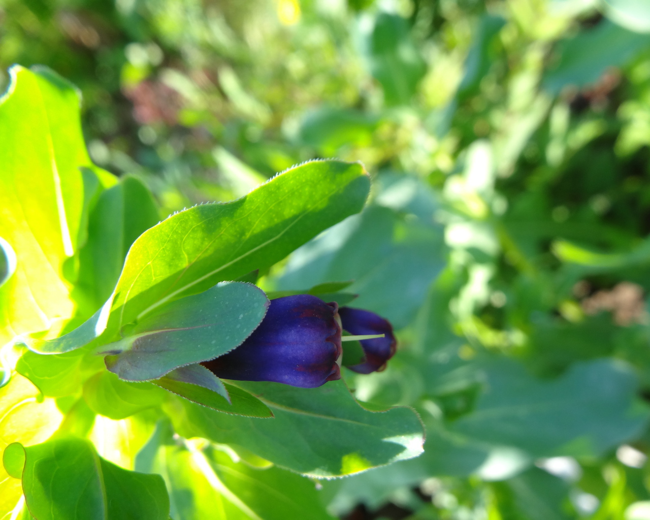 Красивый восковник в саду