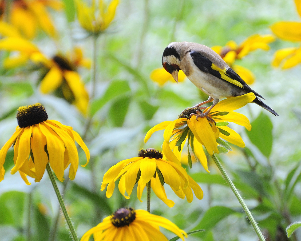 Красивая рудбекия в саду