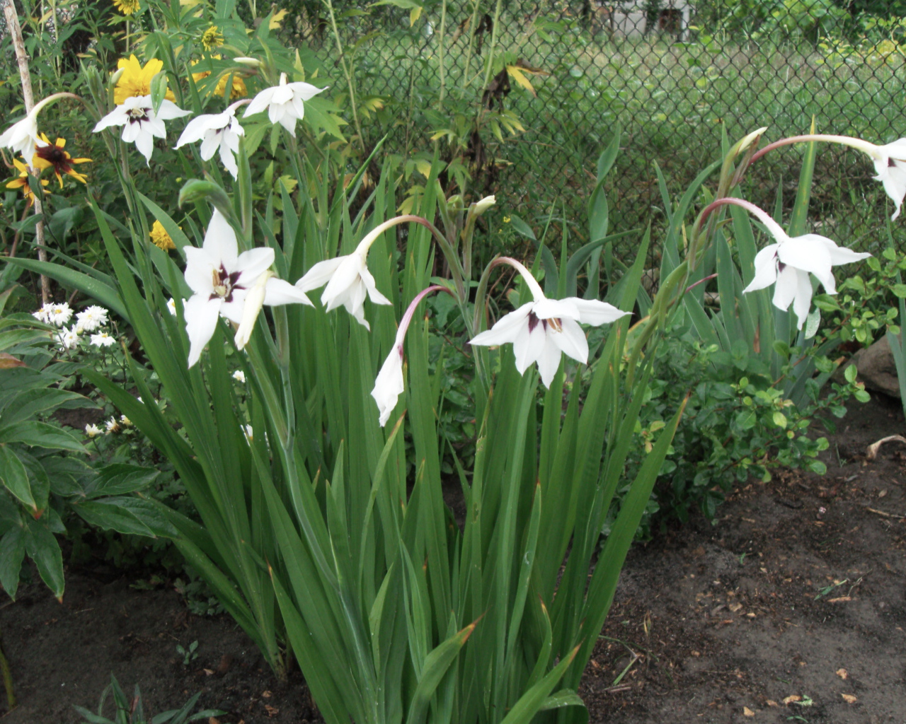 Красивая ацидантера в саду