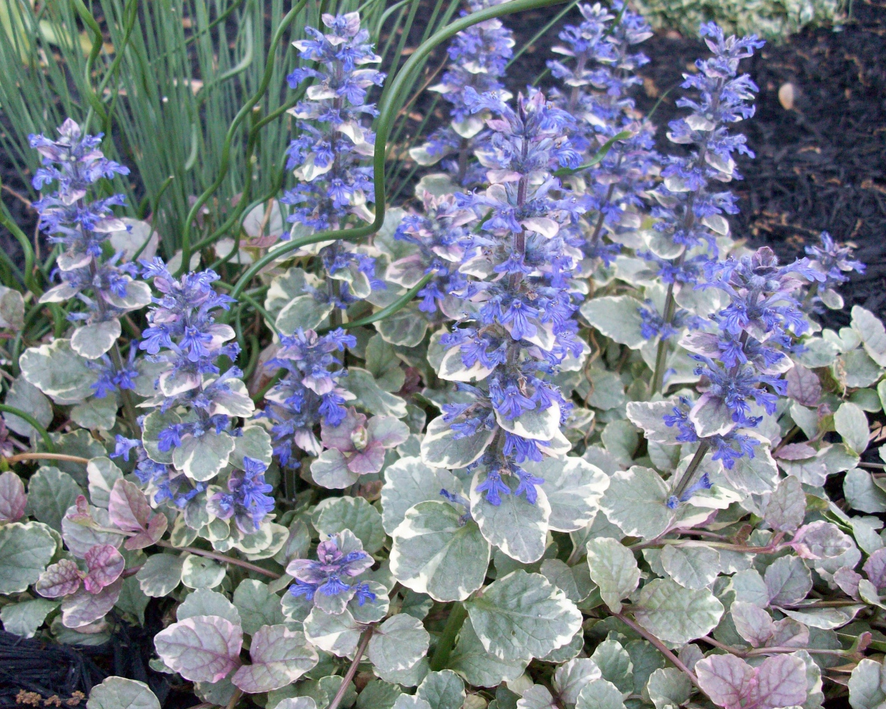 Красивая аюга в саду