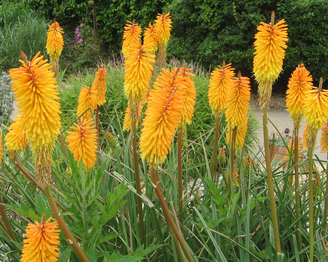 Красивая кникофия в саду