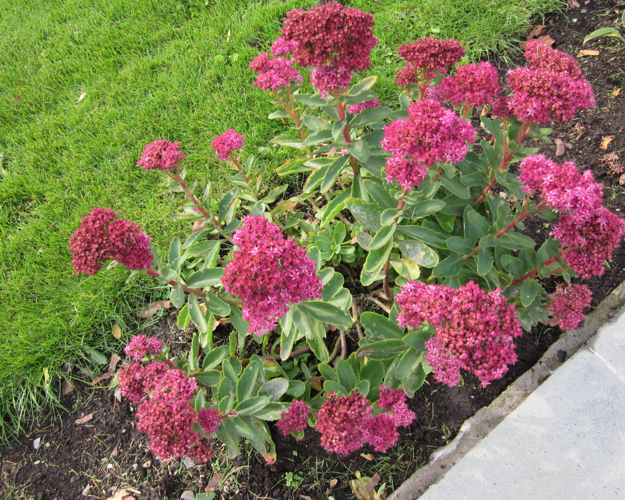 Красивый седум в саду