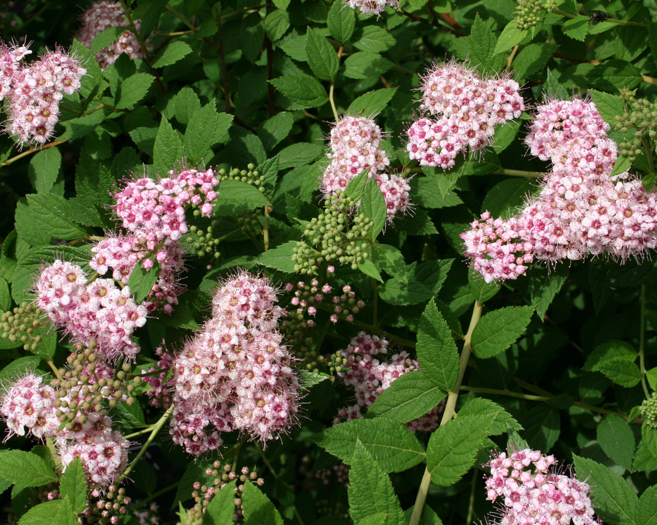 Красивая спирея в саду