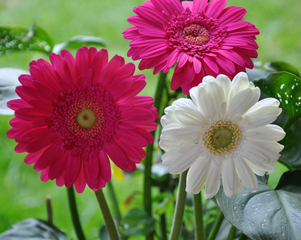 Красивая гербера на дачном участке