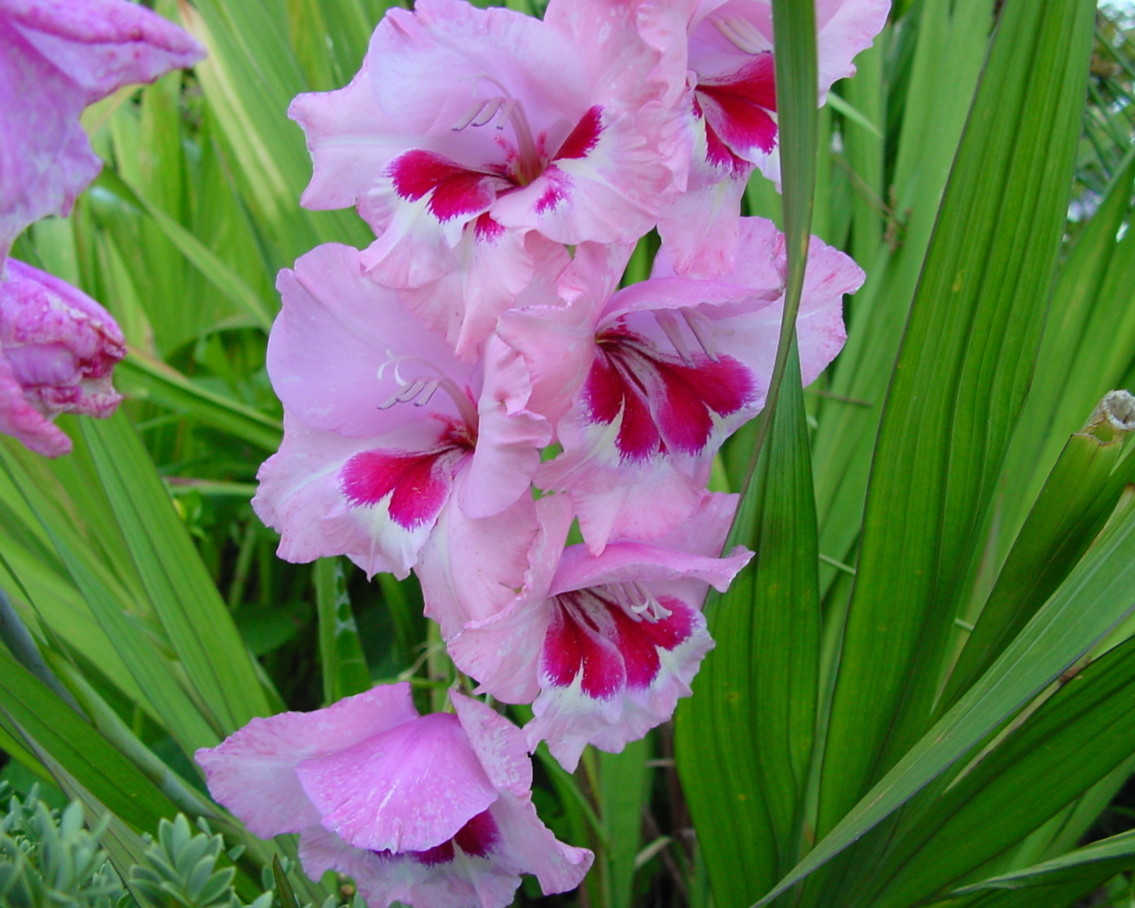 Красивые цветы гладиолус на клумбе в саду