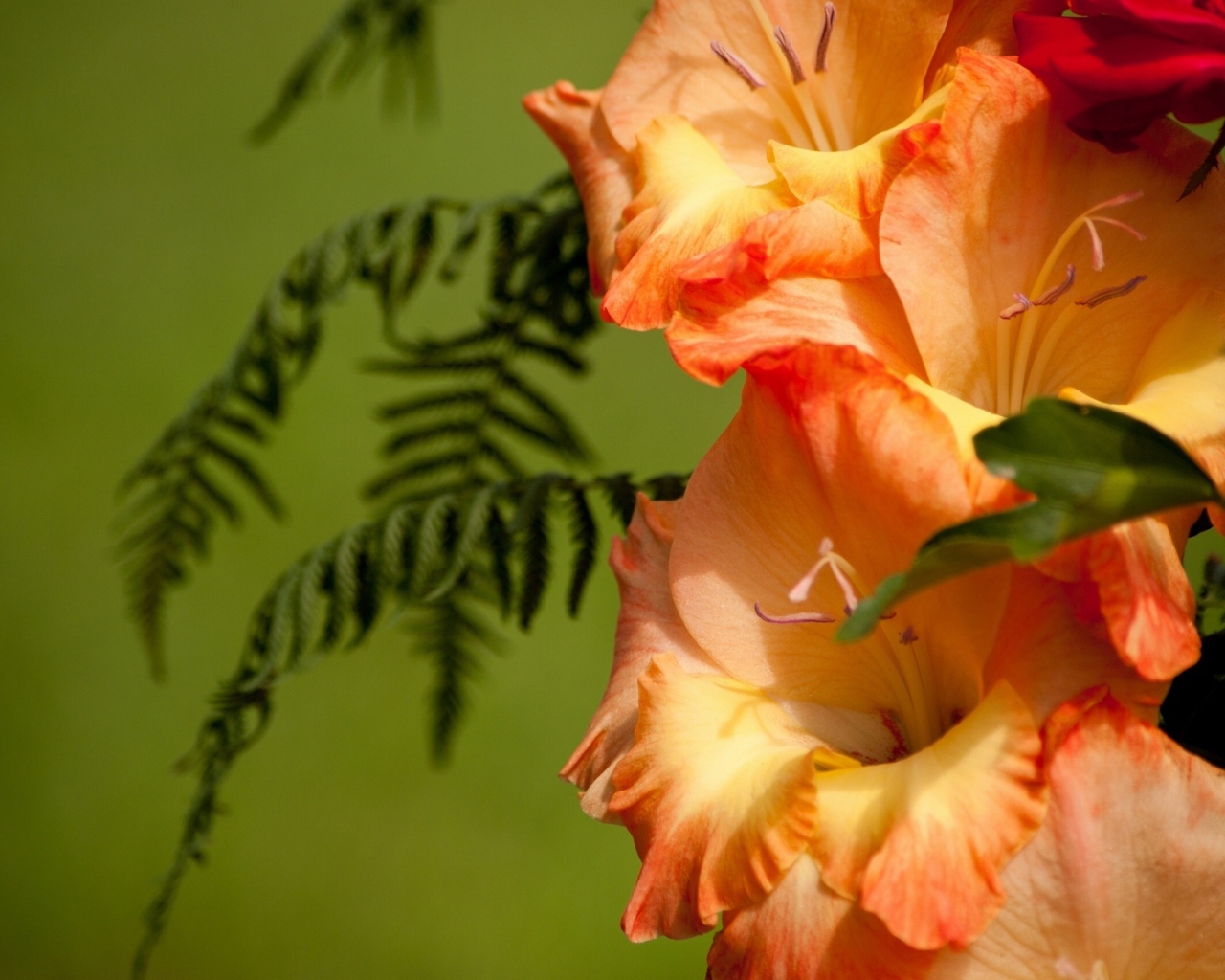 Красивые цветы гладиолус в саду