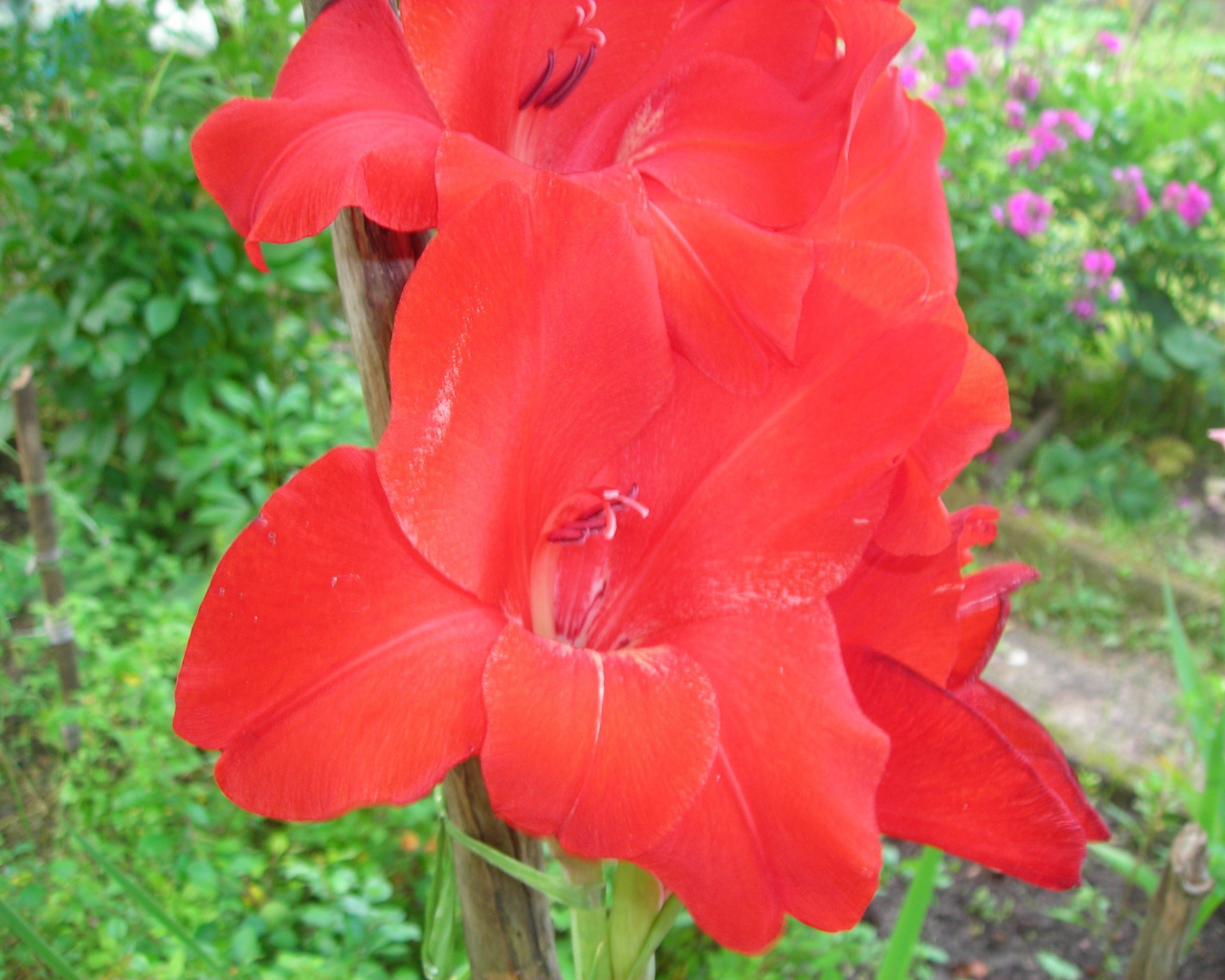 Красивые цветы гладиолус в парке