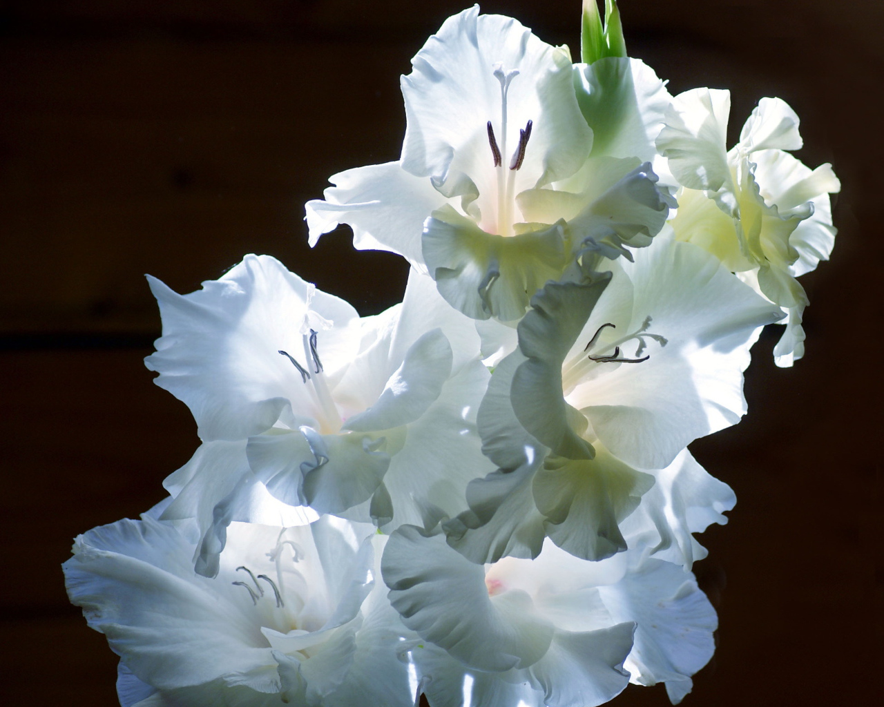 Красивые цветы гладиолус на поляне