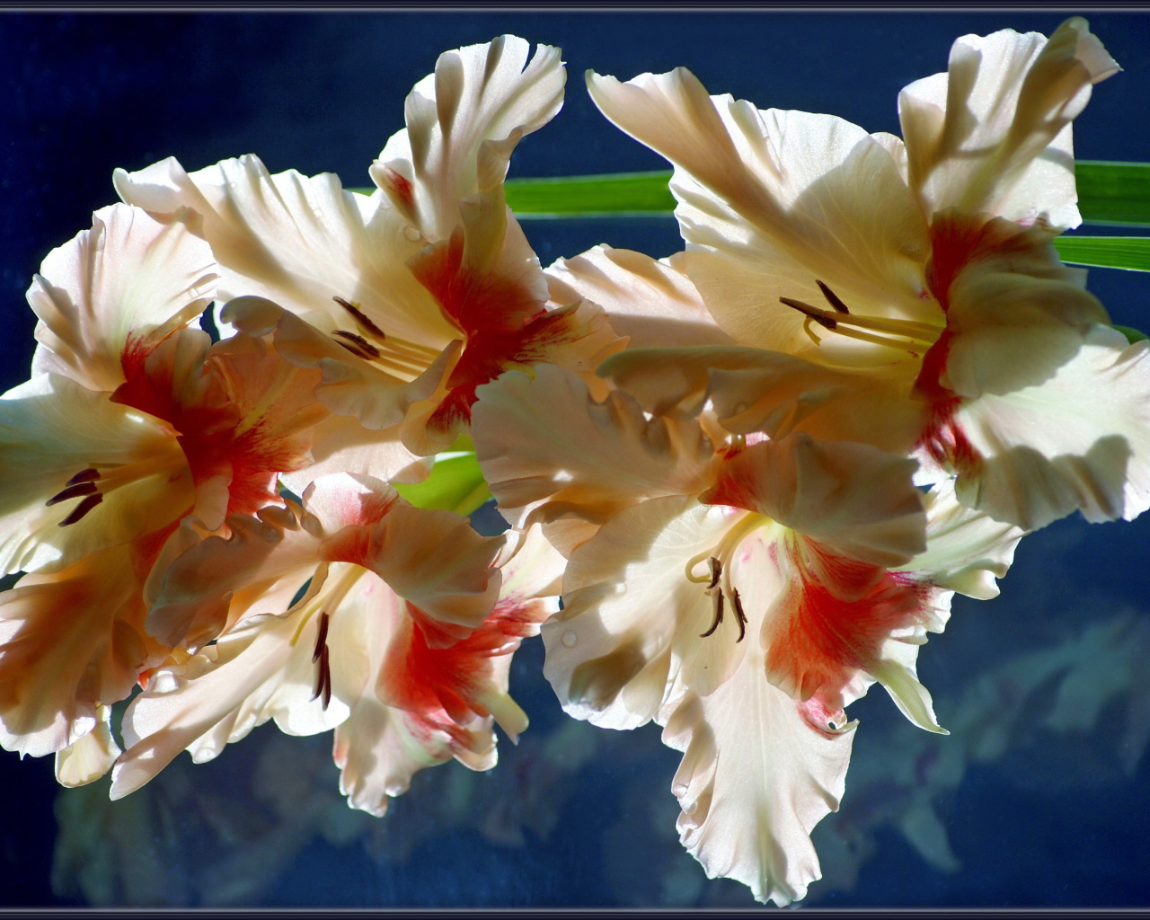 Красивый гладиолус в саду