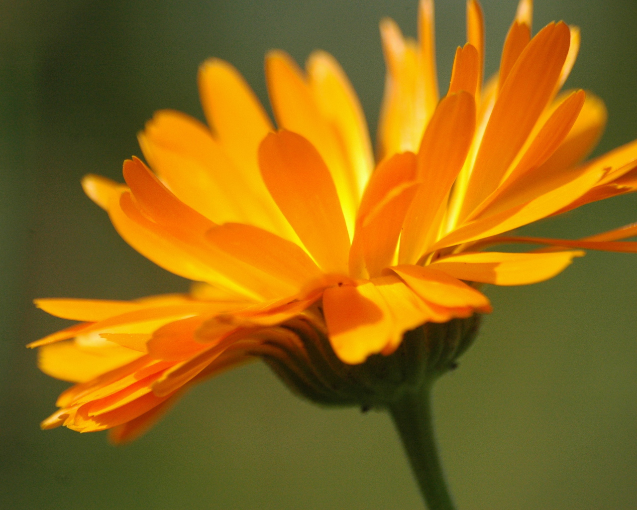 Красивая календула лечебная на дачном участке