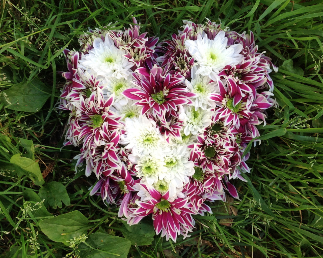 Красивое сердце из цветов хризантема